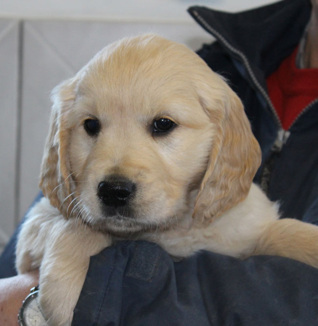  Dusty Topper Litter