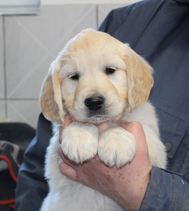  Dusty Topper Litter