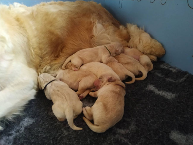 Gold Dust du Bois de la Rayere and Terra di Siena Invictus du Bois de la Rayere puppies