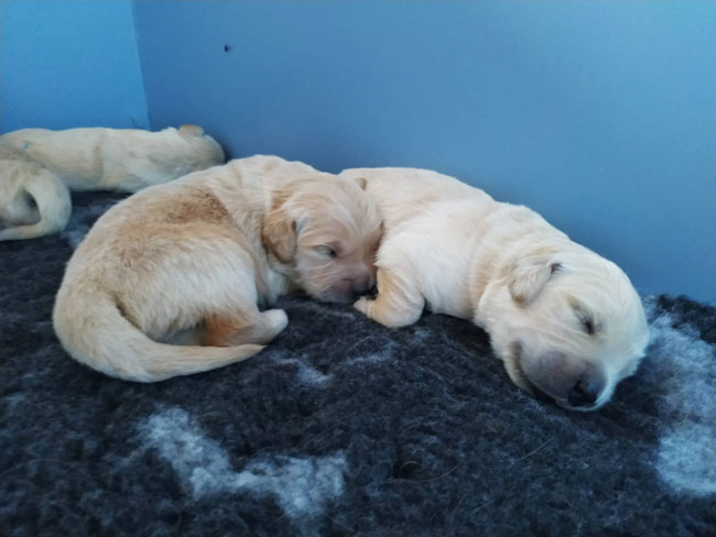 Gold Dust du Bois de la Rayere and Terra di Siena Invictus du Bois de la Rayere puppies