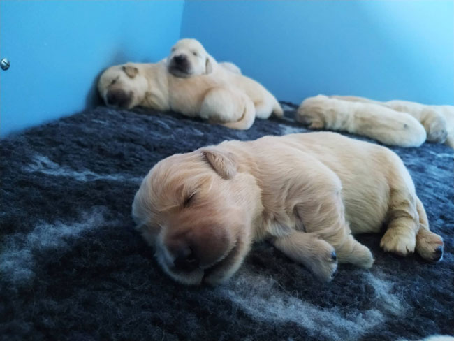 Gold Dust du Bois de la Rayere and Terra di Siena Invictus du Bois de la Rayere puppies