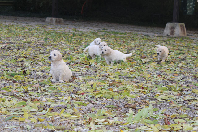 Eden-Digger's Litter