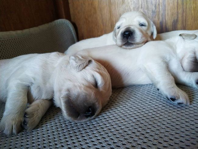 Mary Stuart and Noir Desir du Bois de la Rayere puppies