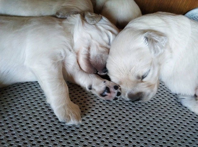 Mary Stuart and Noir Desir du Bois de la Rayere puppies