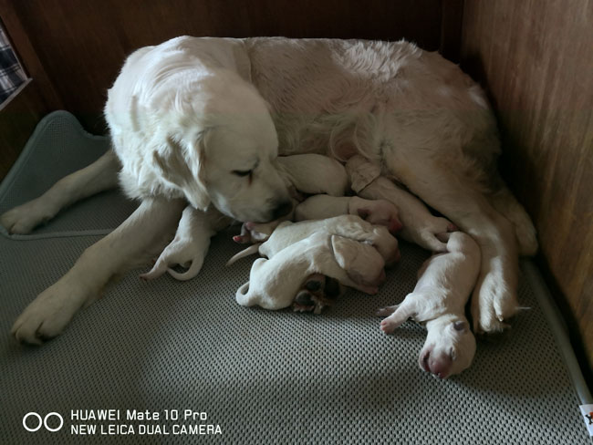 Mary Stuart and Noir Desir du Bois de la Rayere puppies