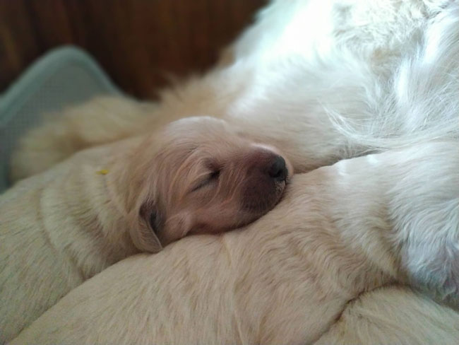 Mary Stuart and Noir Desir du Bois de la Rayere puppies