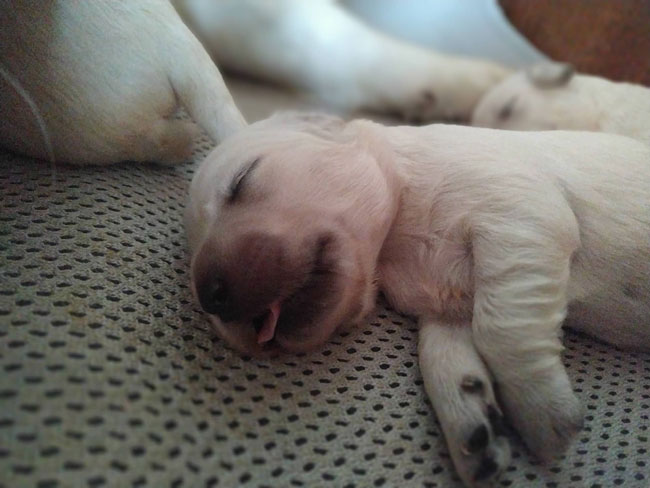 Mary Stuart and Noir Desir du Bois de la Rayere puppies