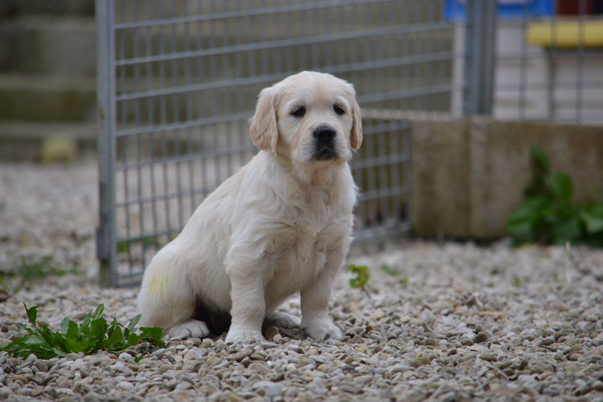 Litter Liesbeth/Furyo