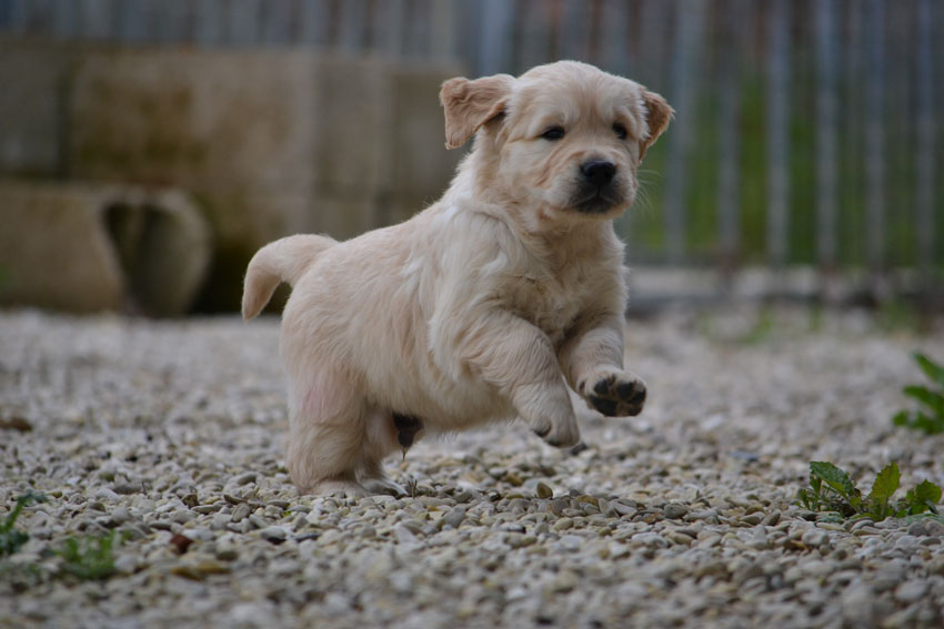 Litter Liesbeth/Furyo