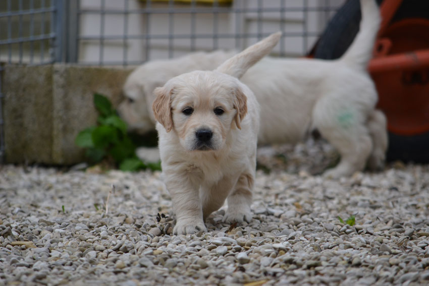 Litter Liesbeth/Furyo