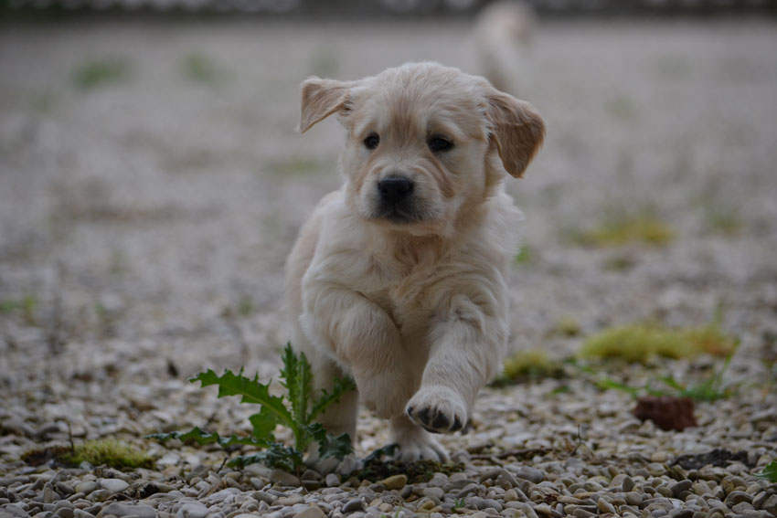 Litter Liesbeth/Furyo