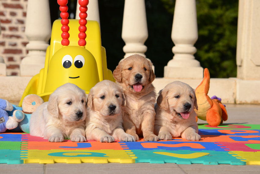 Chiots du Bois de la Rayere