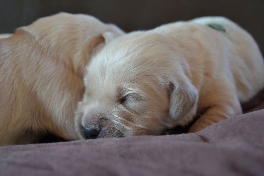 Liesbeth-Furyo Chiots