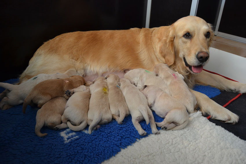 Liesbeth-Furyo Chiots