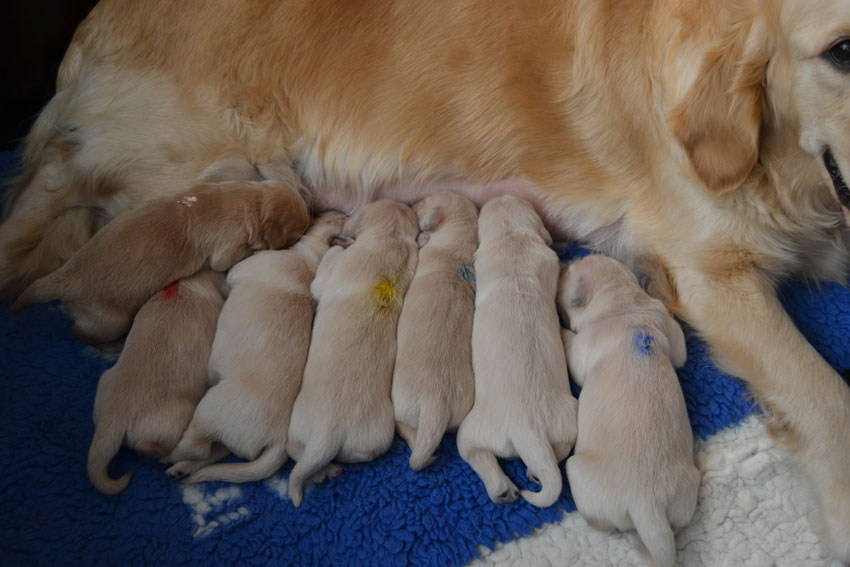 Liesbeth/Furyo's Litter