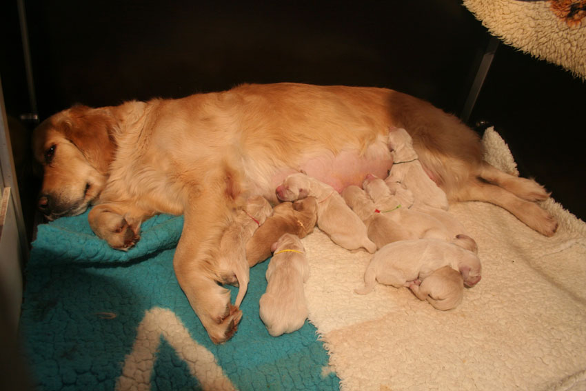 Liesbeth/Furyo's Litter