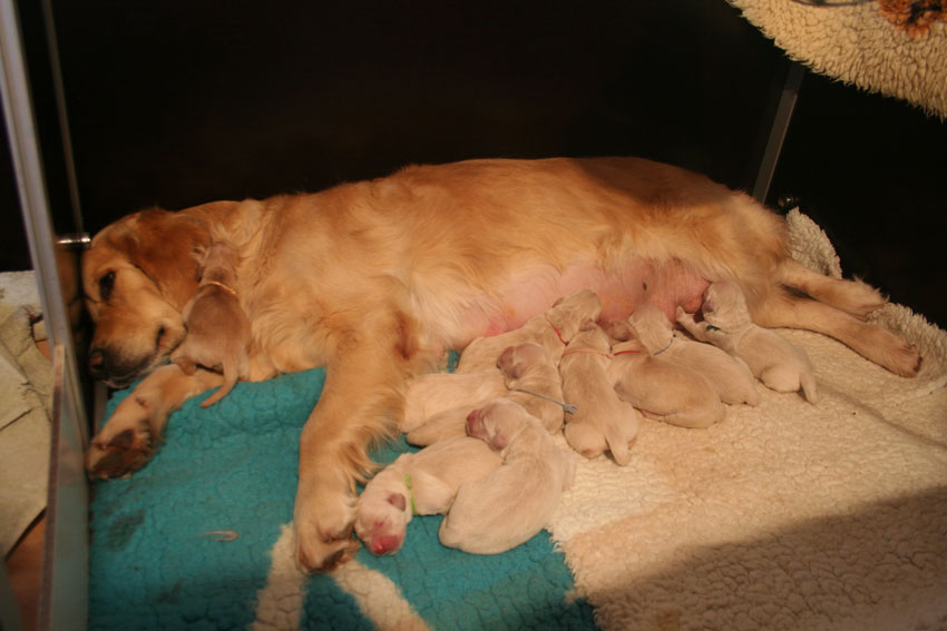 Liesbeth/Furyo's Litter