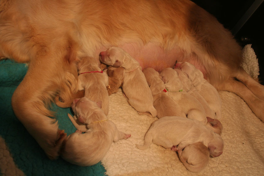 Liesbeth/Furyo's Litter