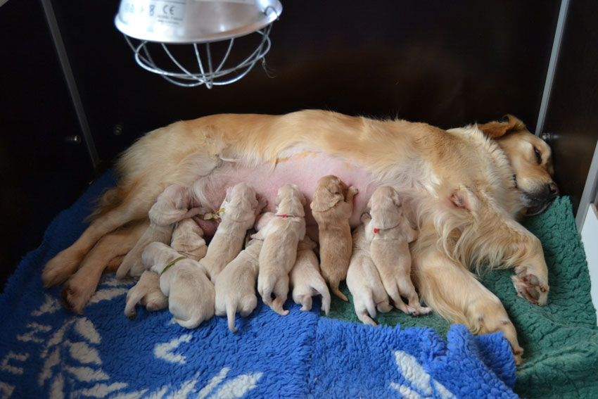 Liesbeth/Furyo's Litter