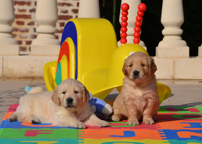 Chiots du Bois de la Rayre