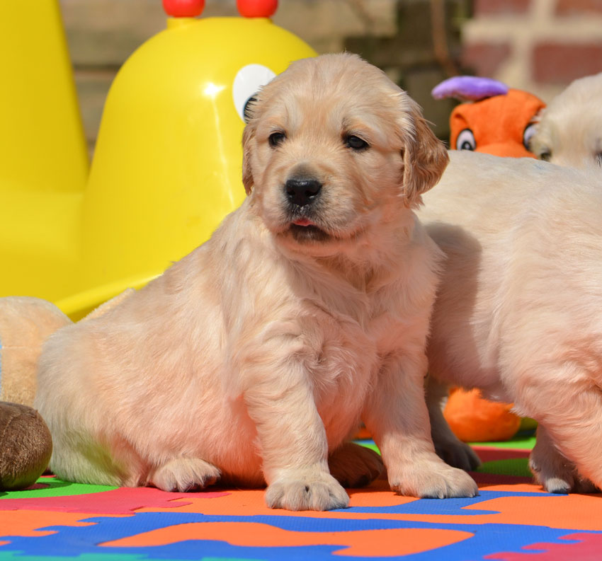 Chiots Goldens du Bois de la Rayere