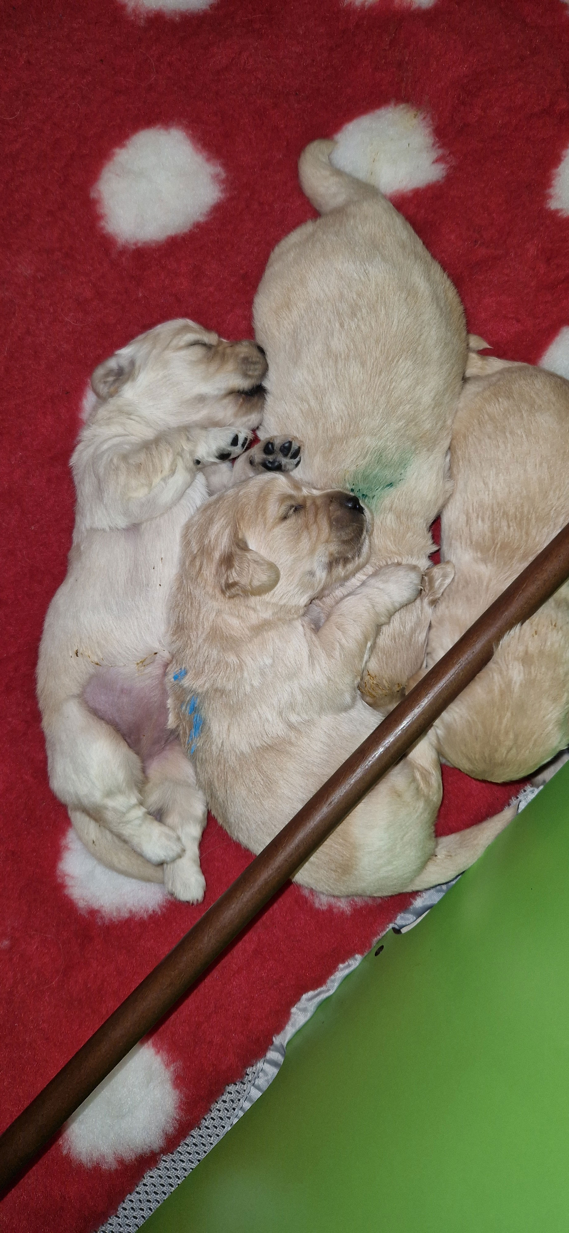 BEBES CHIOTS SPARTE ET PEG 2024, CHIOTS GOLDEN DANS LE NORD HAUT DE FRANCE 