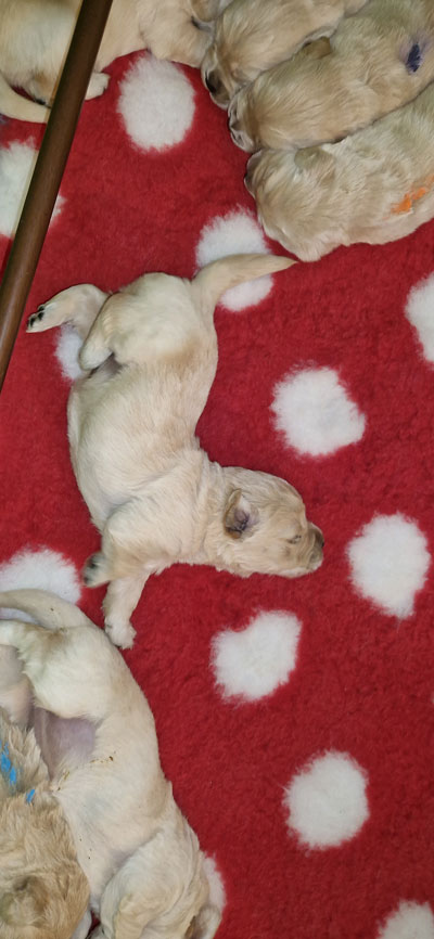 SPARTE ET PEG 2024 DISPONIBLE CHIOTS GOLDEN RETRIEVER DANS LE NORD HAUT DE FRANCE 