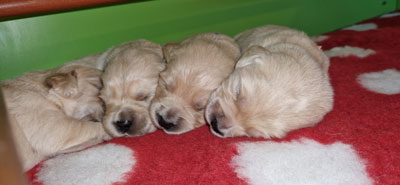 SPARTE ET PEG CHIOTS GOLDENS RETRIEVER ELEVAGE DANS LE NORD 