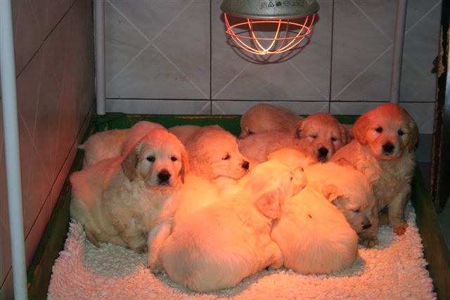 golden retrievers puppies at 6 weeks
