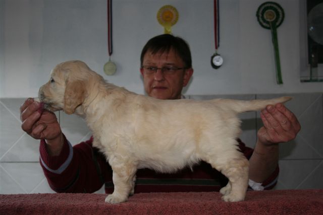 golden retriever puppy Mr Grey