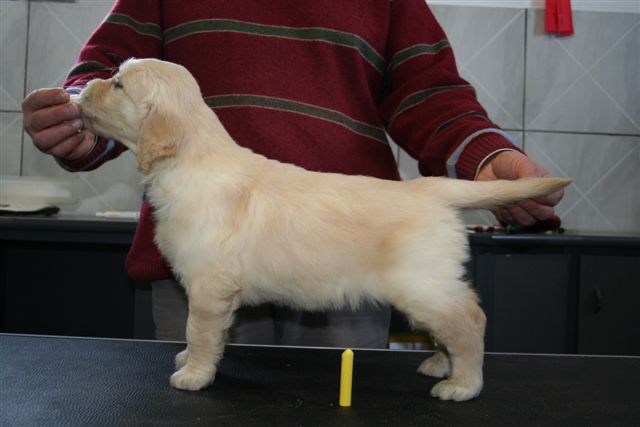 golden retriever puppy miss yellow
