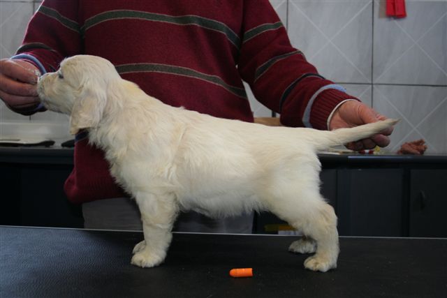 golden retriever puppy miss Orange