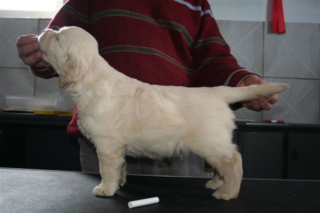 golden retriever puppy Mr White