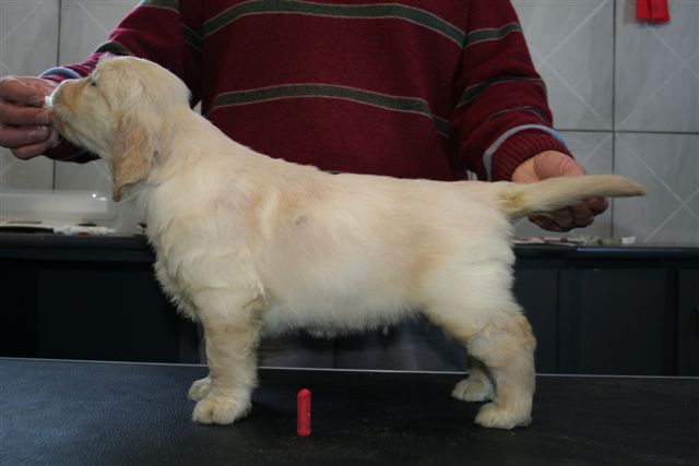 golden retriever puppy Mr red