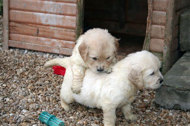 golden retrievers puppies at play