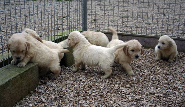golden retriever group Puppies at 5 weeks (Shirley & Pasadena)