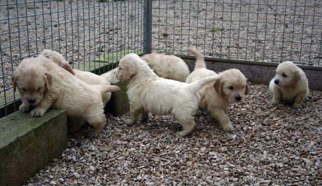 Bbs golden retrievers de Shirley et Pasadena  5 semaines