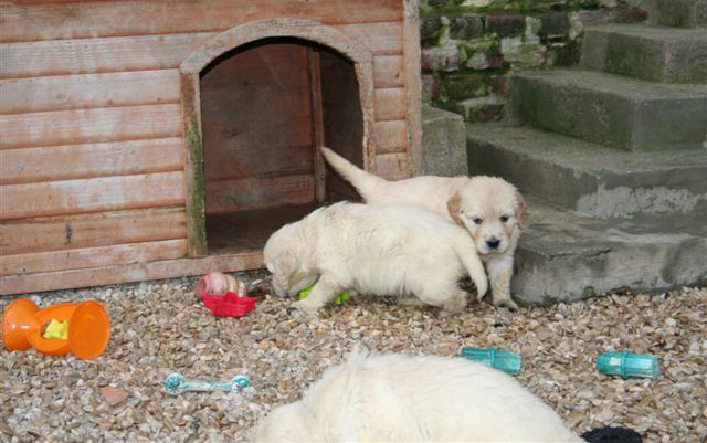 golden retriever group