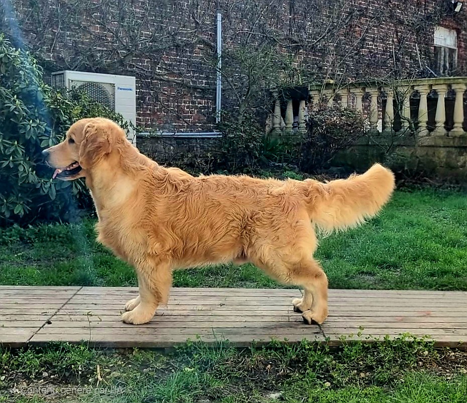SPARTACUS DU BIS DE LA RAYERE