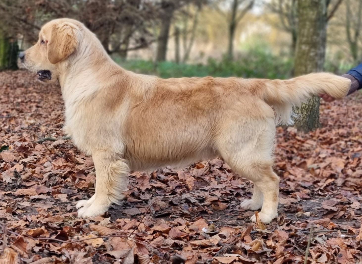 TWEEDSPEY AZZARO GORDON GOLDEN